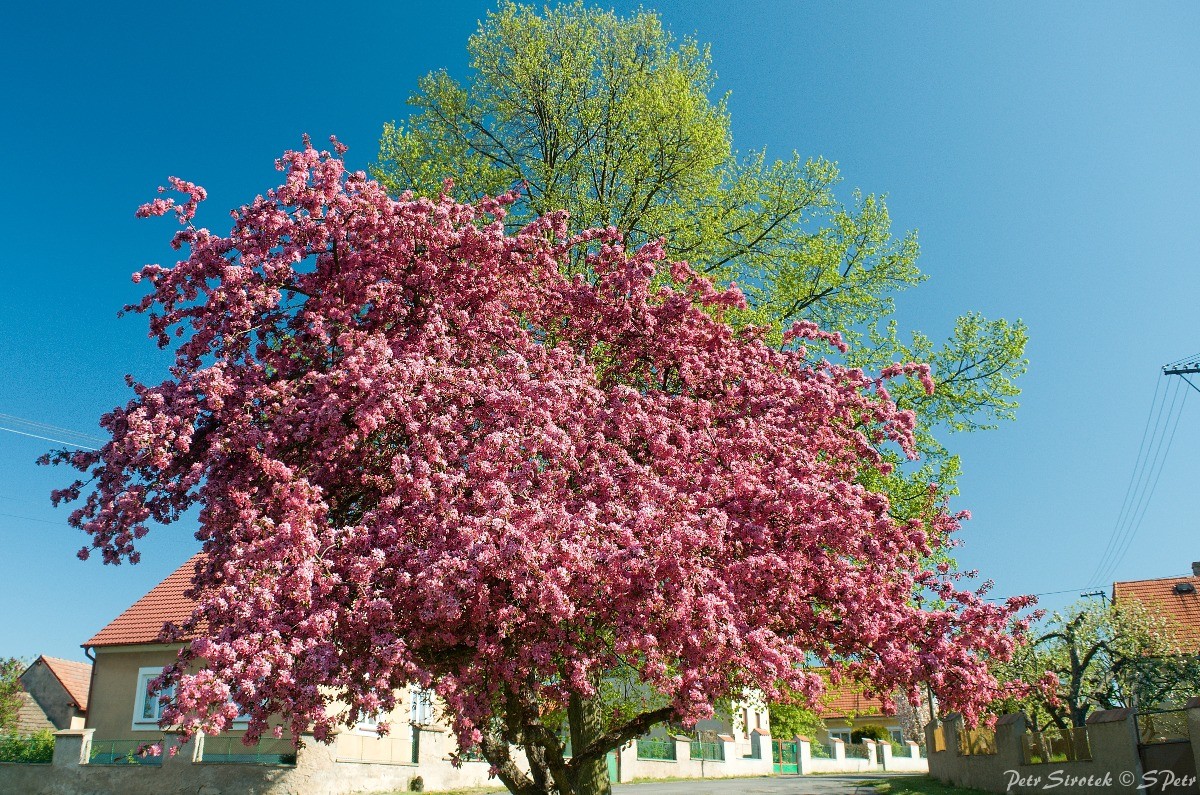 Okrasná jabloň v parku Klučenice