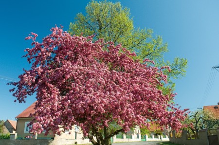 klucenice priroda kvetn2016